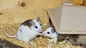 Mice with two fathers? Scientists create fertile mice using DNA from two fathers