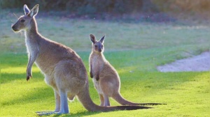 From kangaroos hopping to crocodile cruises; unique wildlife experiences only Australia can offer