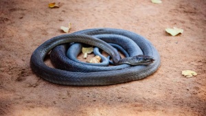 What!  The highly venomous Black Mamba snakes pickup heavy metals and carry hidden pollution warnings in their body