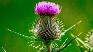 Supplements for Fatty Liver: Proceed with Caution, They're Not a Cure-All