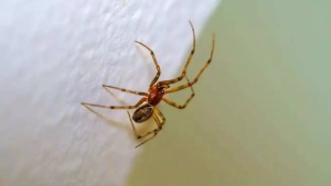 7 Common House Spiders: Identification Guide and Safety Tips