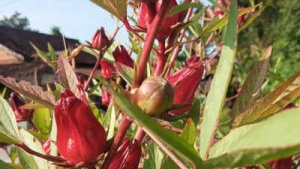 Roselle gardening at home: Tips for healthy plants and harvest