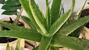 Breathe Easy: 8 Houseplants to Combat Winter Smog and Purify Your Home Air