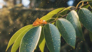 Scientists Discover Nature's Secret to Gold Formation in Trees: Microbes Play Key Role