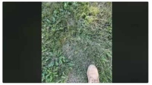 Headline:
Test Your Vision: Can You Find the Frog Hidden in This Optical Illusion in Under 10 Seconds?