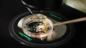 Could your skin hold the key to creating life? Scientists turn human skin cells into eggs in groundbreaking study
