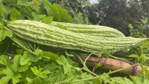 Nutrient-Rich Karela Leaves: Unlock the Health Secrets for Blood Sugar Control, Liver Support, and Immune Boost