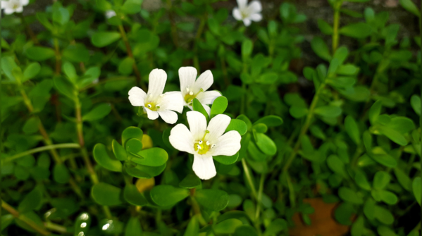 Nature’s potent herbs