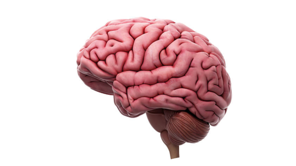 Memory lapses or confusion