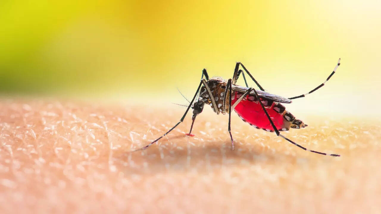 DENGUE