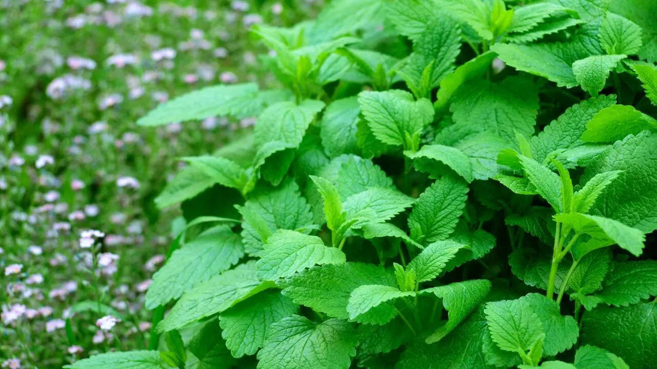 Lemon Balm