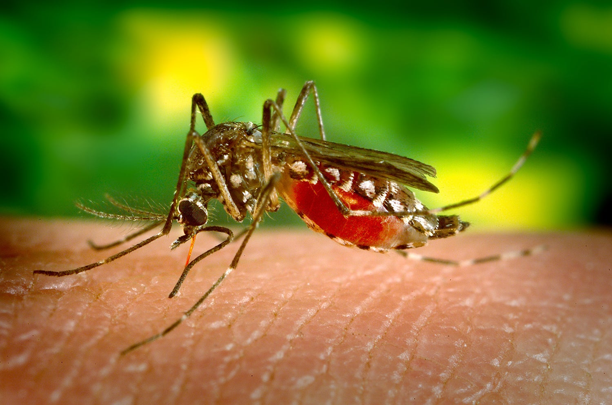 Malaria down, dengue up: Climate change reshaping disease spread