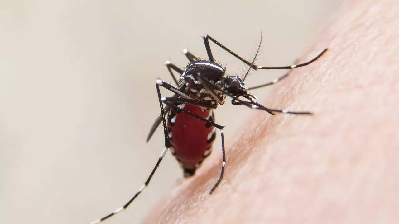 Mosquitoes