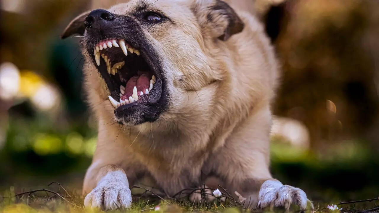 Tips to protect yourself from street dogs