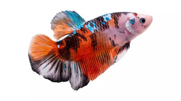 Marble Betta