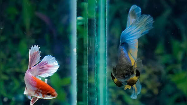  Spadetail Betta