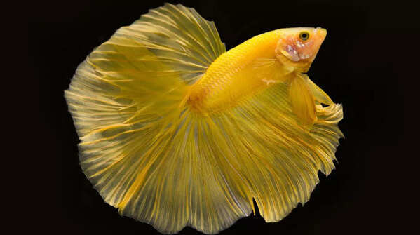 Rosetail Betta