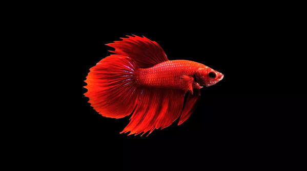  Halfmoon Betta