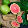 Guava
